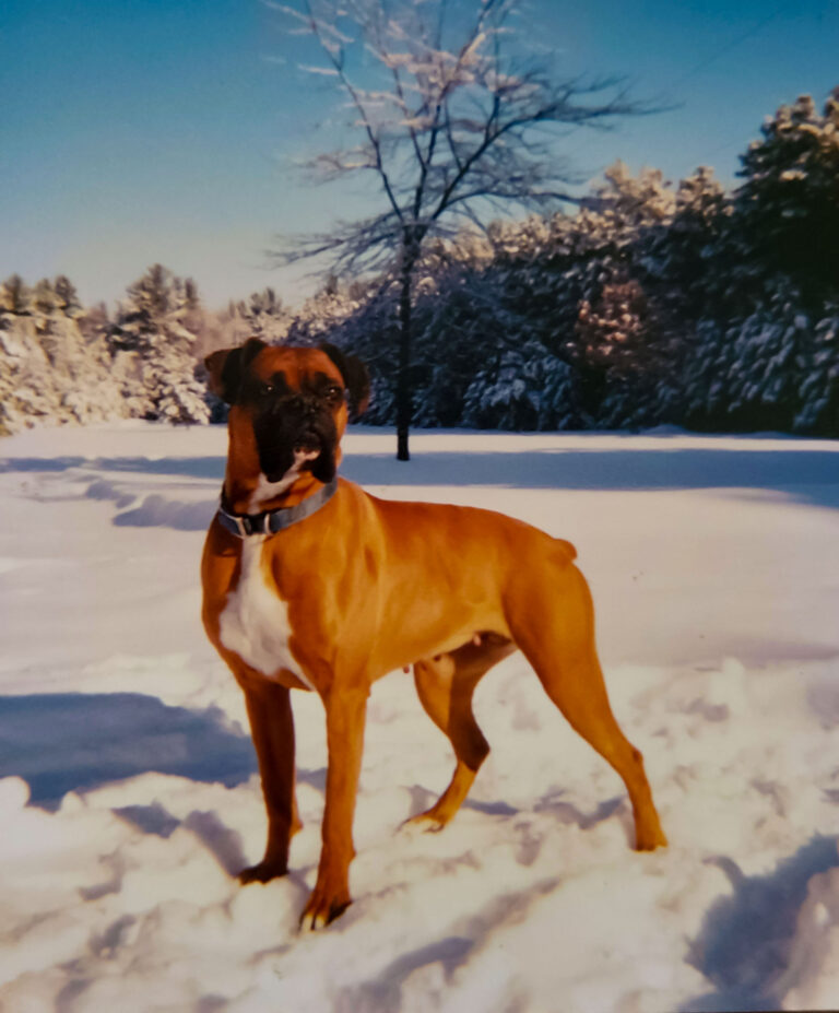 Engelwood Acres-Boxers - Ginger