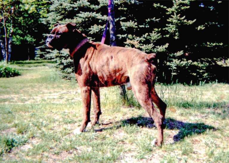 Engelwood Acres - Boxers Macan Rebel