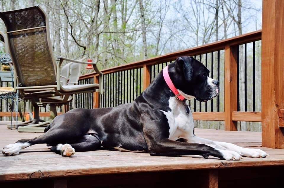 Engelwood Acres - Bulldog on porch