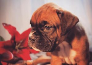 Engelwood Acres Boxers - Puppy Annie Blaze