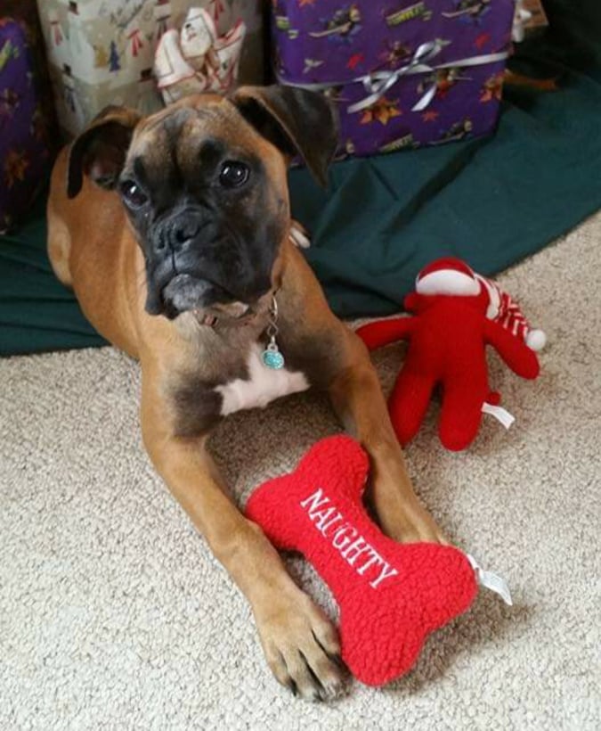 Engelwood Acres Boxers Rogue Puppy