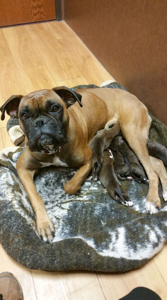 Engelwood Acres Boxers Rogue and Puppy