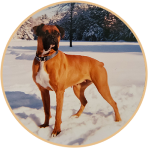 Engelwood Acres Boxer Ginger