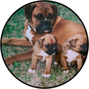 Engelwood Acres Boxer Coona Black Circle