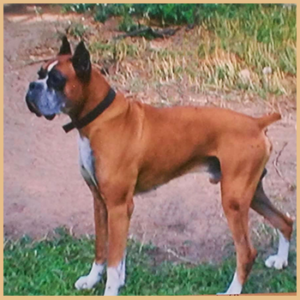 Engelwood Acres Boxer Dakota