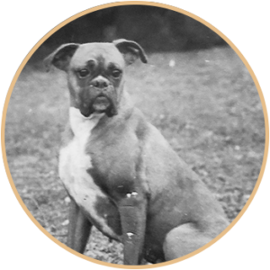 Engelwood Acres Boxer Kayla