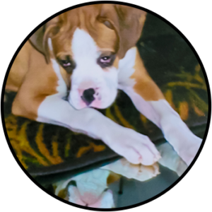 Engelwood Acres Boxer Cassie Black Circle