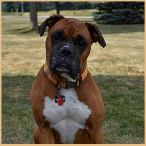 Engelwood Acres Boxers Generation 5 Monty